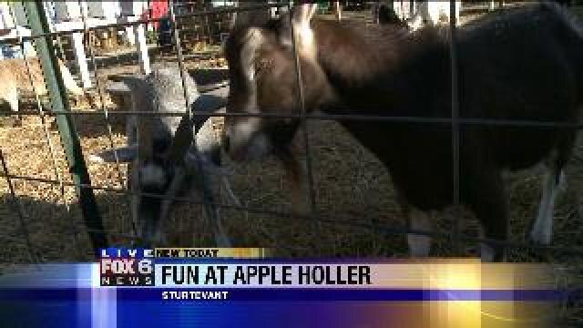 Apple Holler offers up a petting zoo too