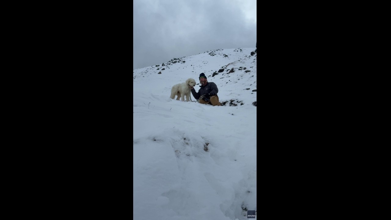 Dog rescued 2 days after getting lost in avalanche