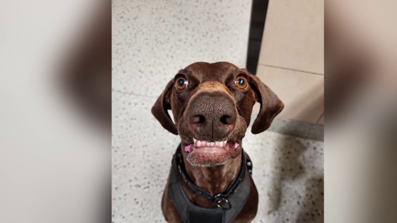 K9 Bolt wins TSA's Cutest Canine contest