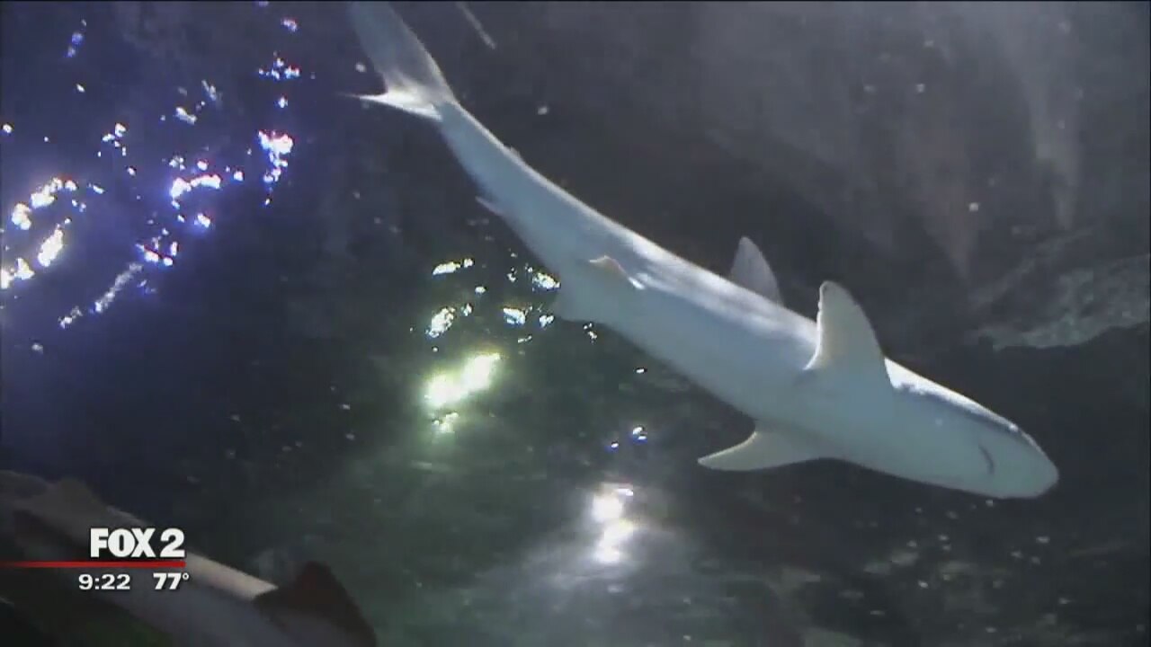 Celebrate Shark Week up close and personal at SEA LIFE