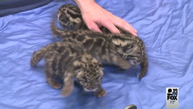 Clouded Leopard triplets