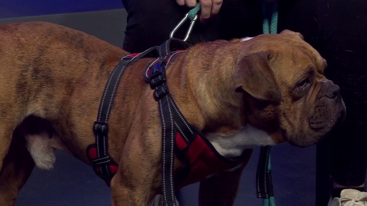 Austin Bulldog Rescue: How to get involved