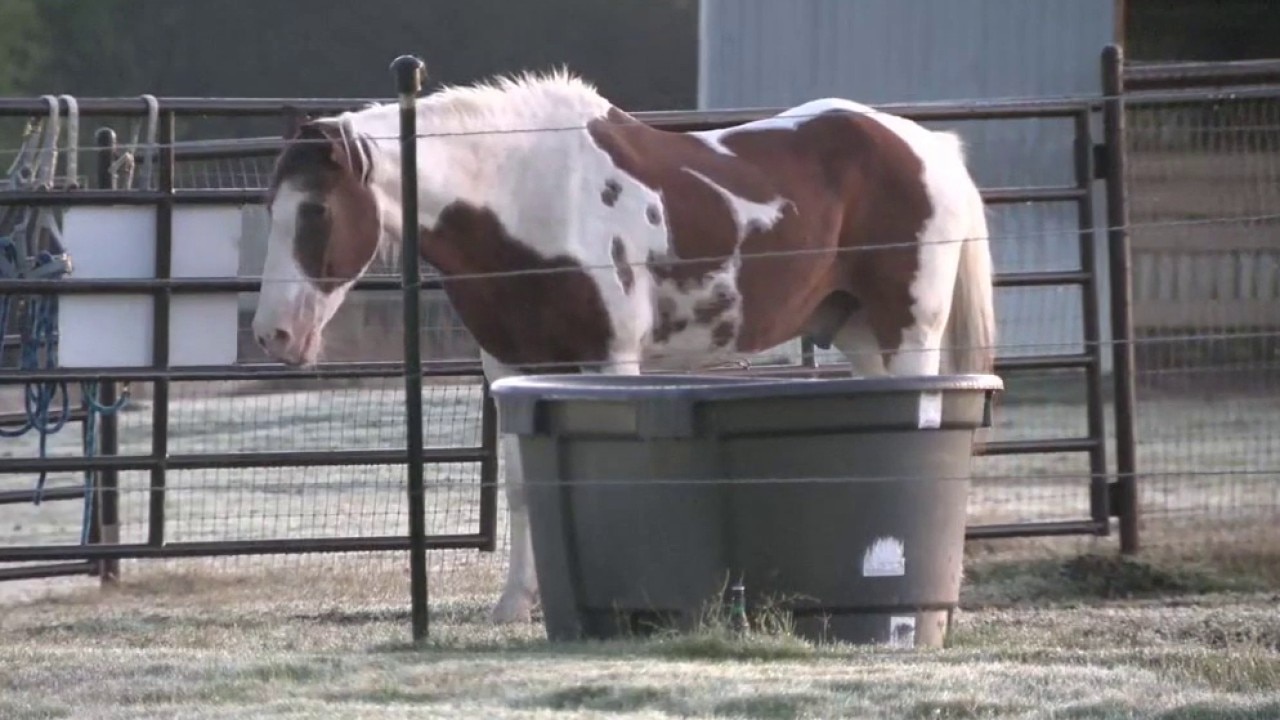 ManeGait Completes $13.2M Equine Therapy Expansion