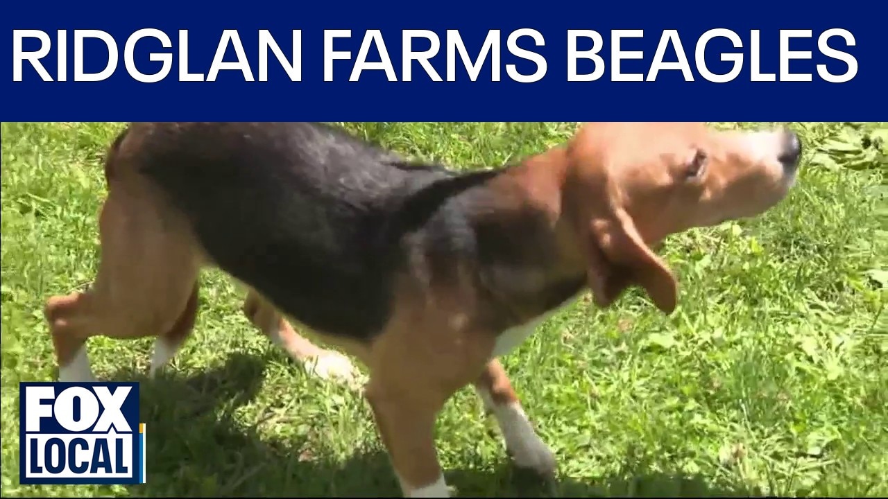 Ridglan Farms shutting down, all dogs being freed