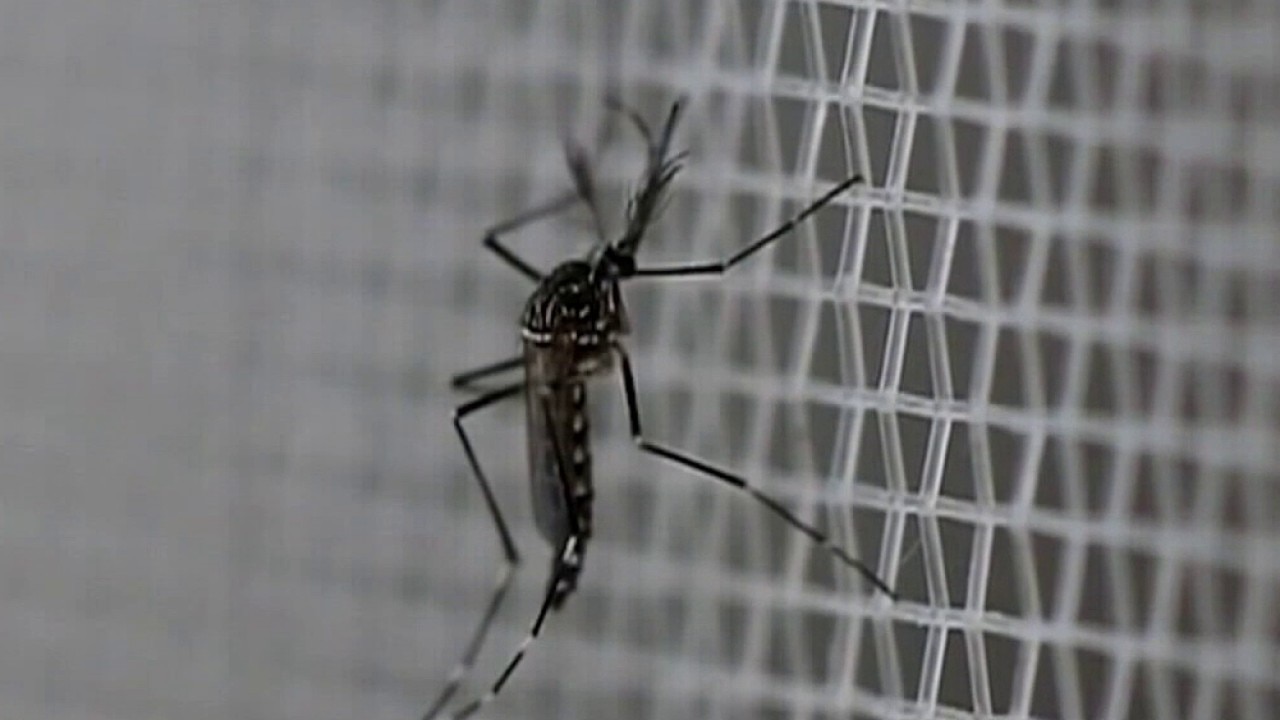 Asian tiger mosquitoes are invading Chicagoland — here’s how to protect yourself