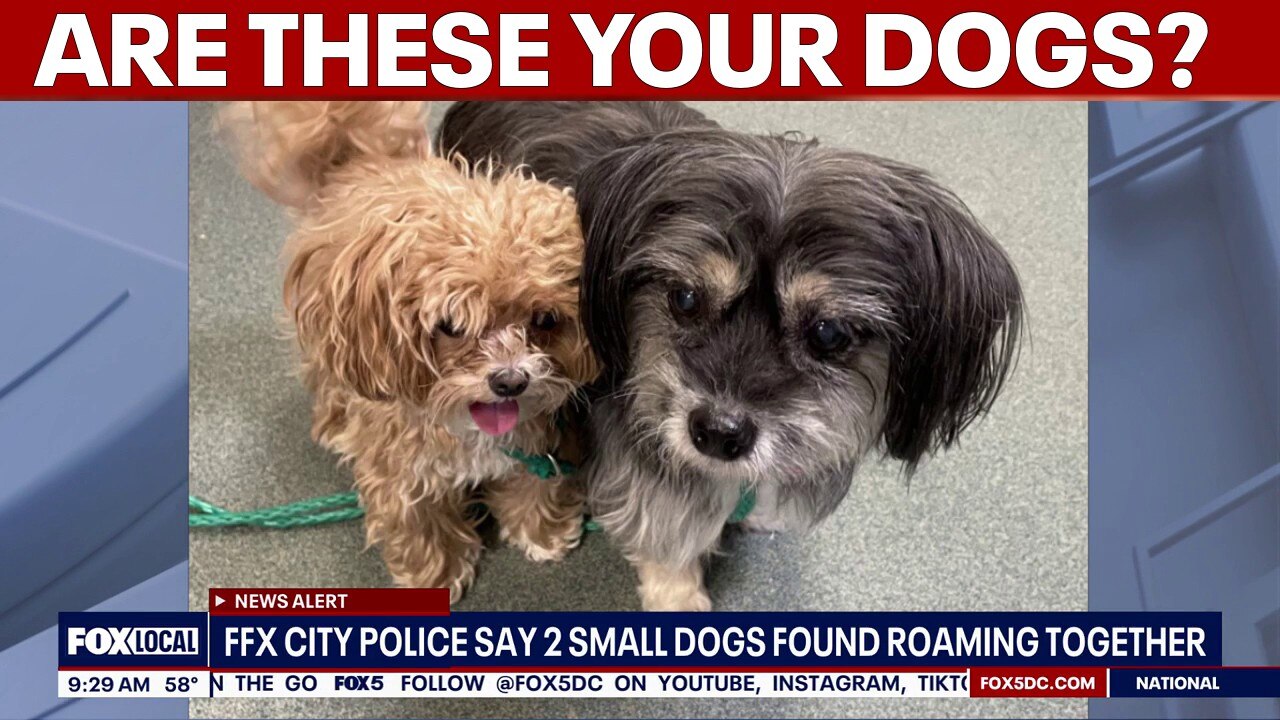 Fairfax County police seek help reuniting 2 missing dogs with family