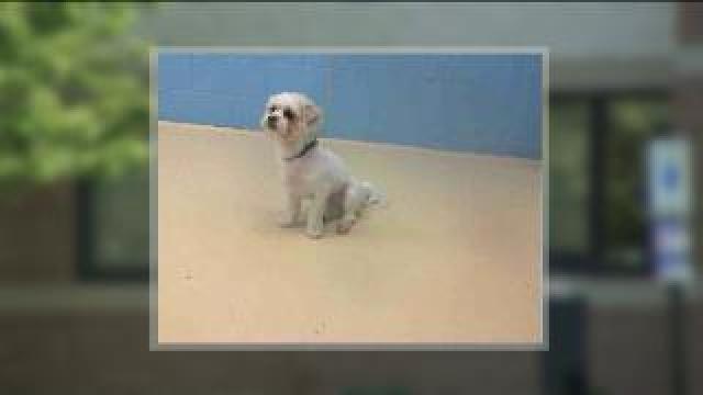 Missing dog found, but not home