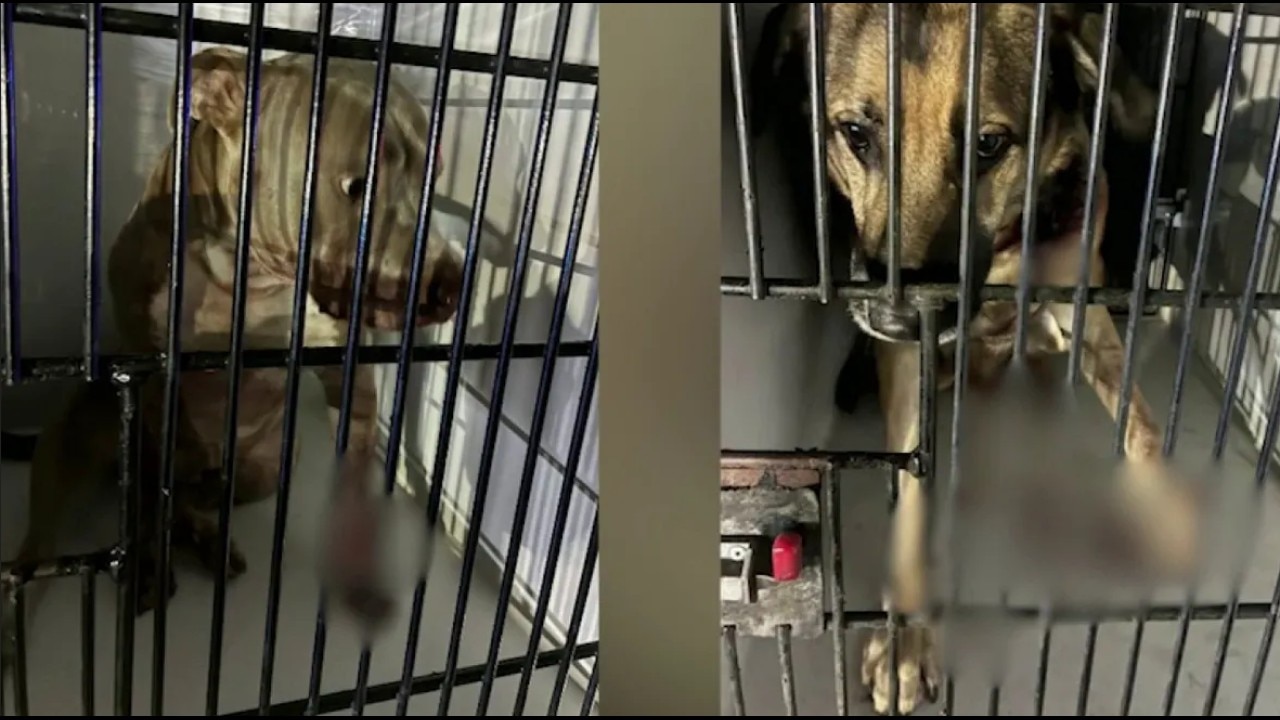 Fairburn officer shoots homeowner and 2 dogs in South Fulton