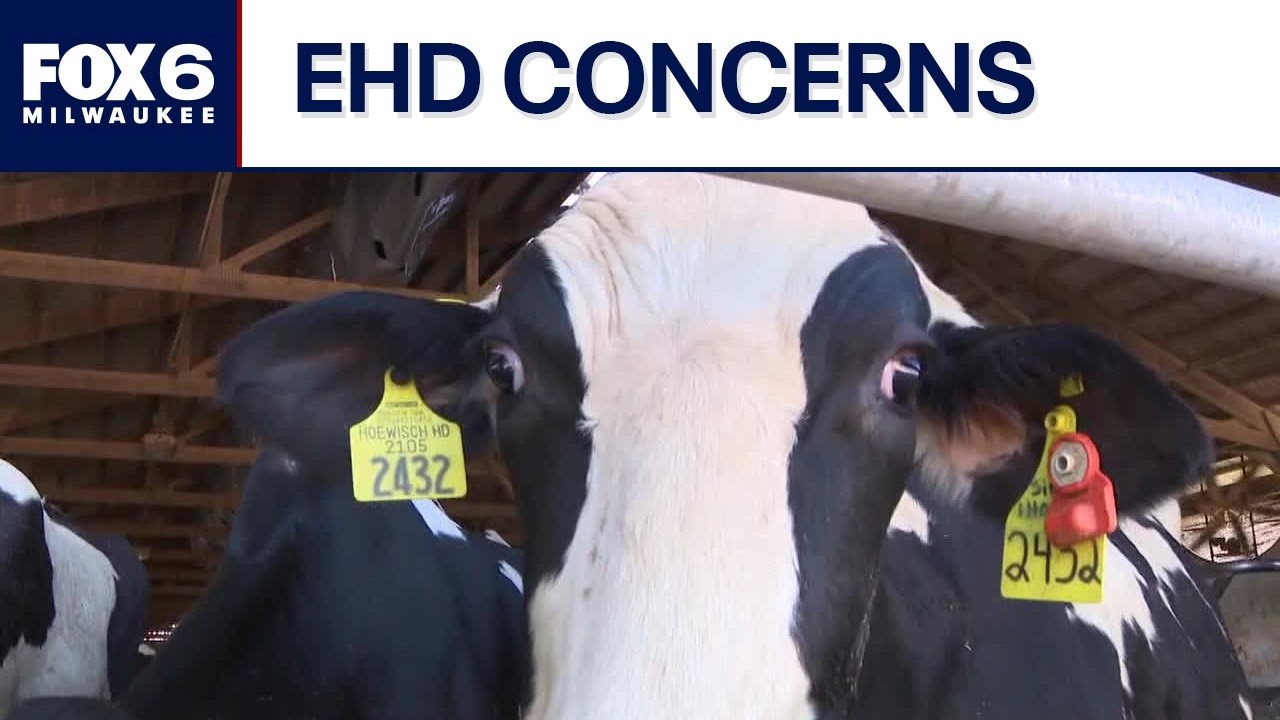 Waukesha County dairy cattle test positive for EHD