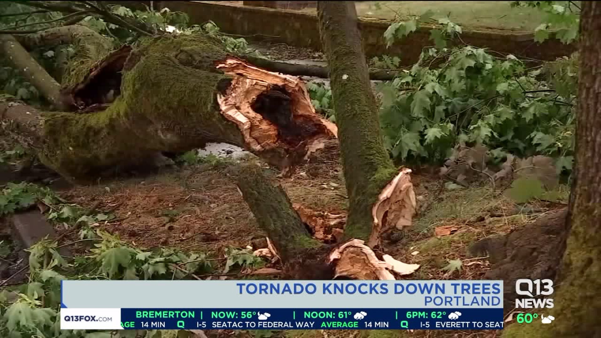 Tornado knocks down trees in Portland