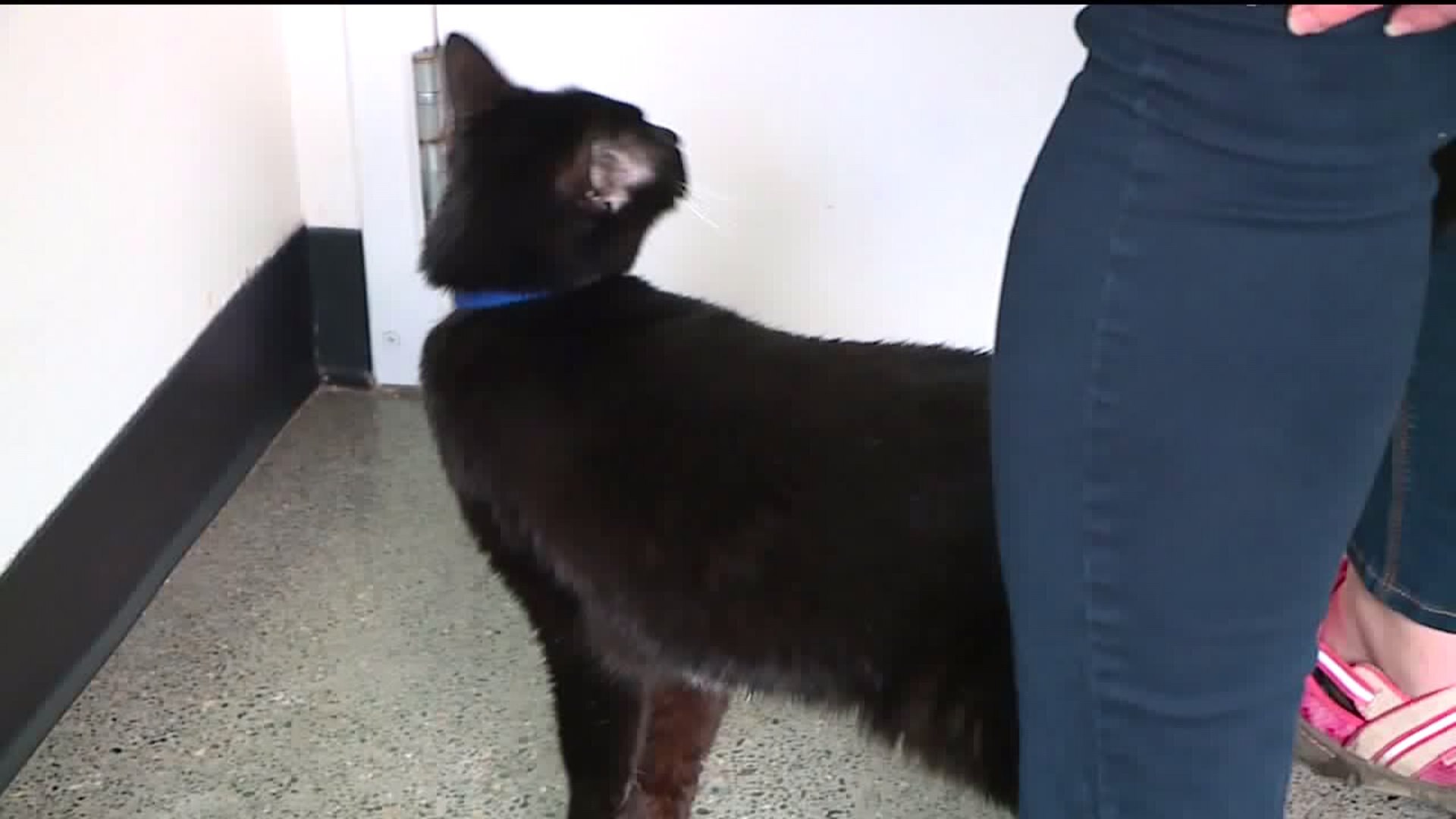 Meet Kekee! #whyNotMepets