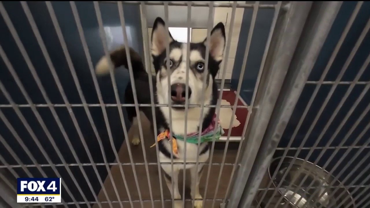 'National Adopt a Shelter Pet Day' with Operation Kindness