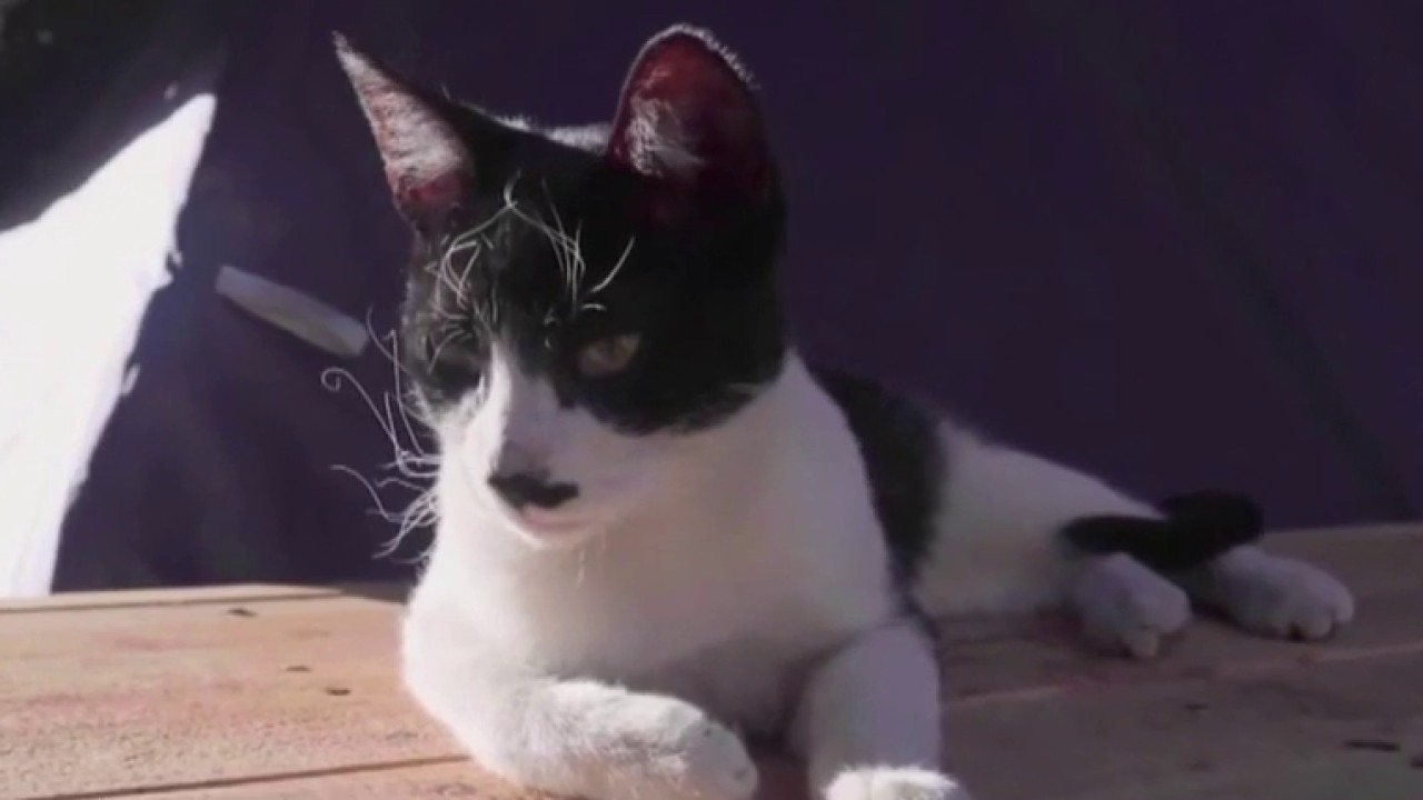 Helping pets and animals during major disasters