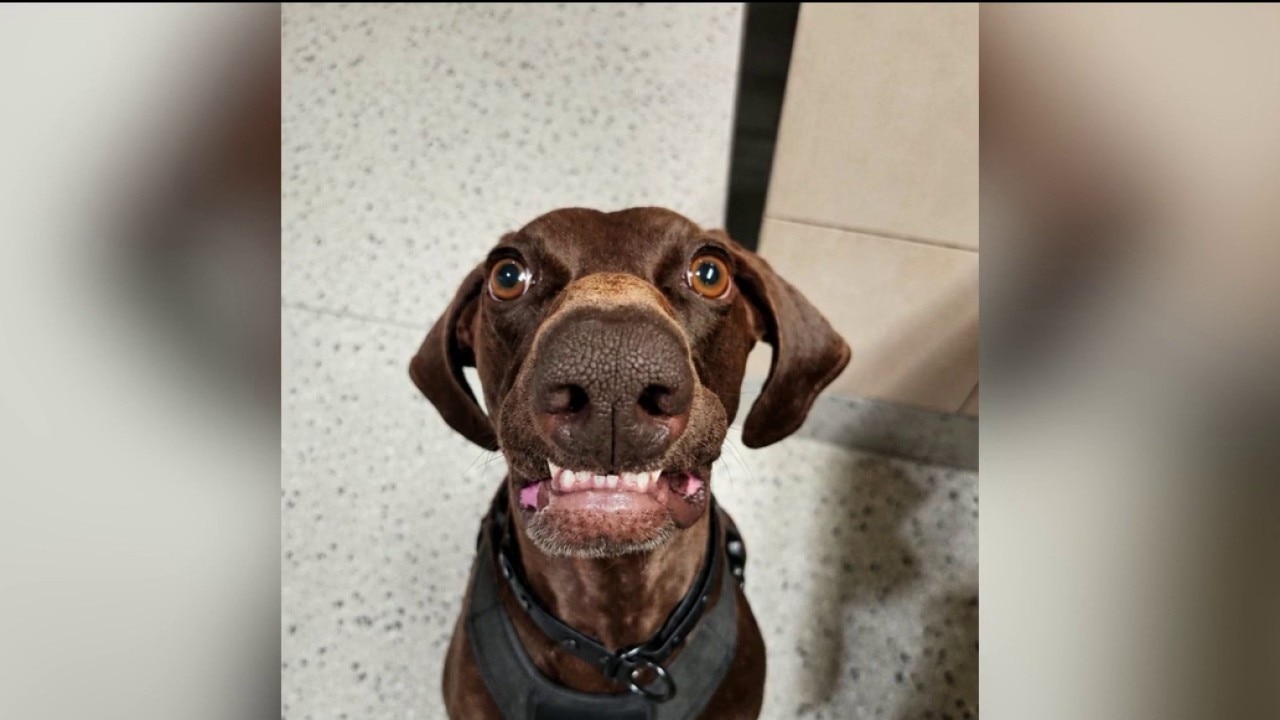 FOX 5 anchor, meteorologist lose it over TSA's cutest canine