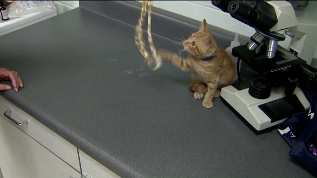 HAWS kitten "Hot Rod" suffering from severe burns needs your help