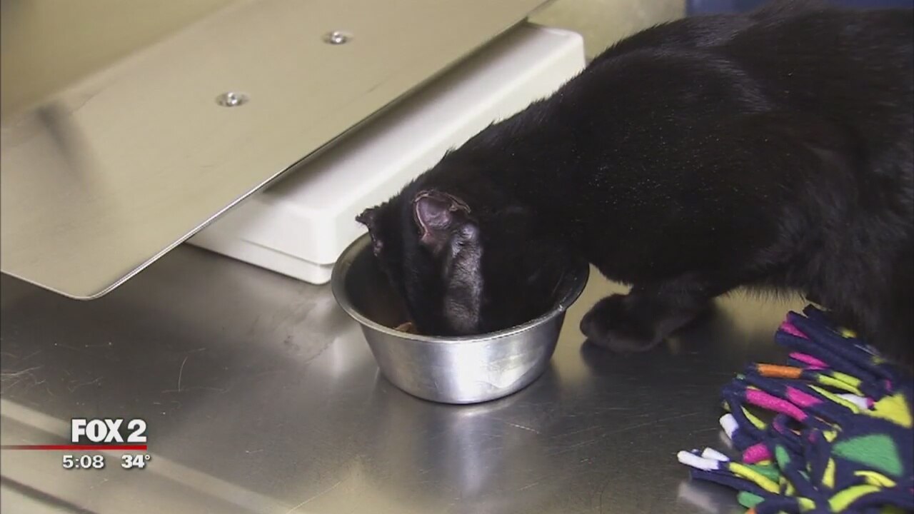 $2,500 reward for info on cat found with ears cut off, tail missing, wrapped in duct tape