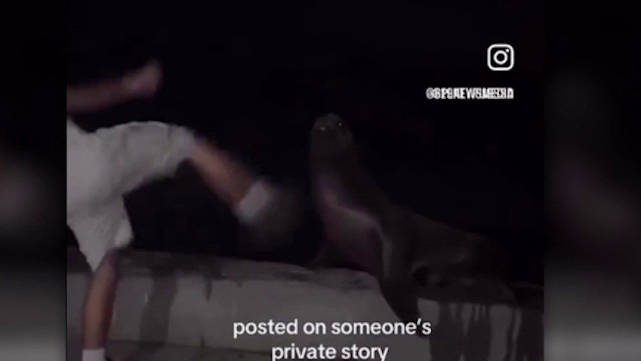 CA teen pleads guilty to kicking sea lion