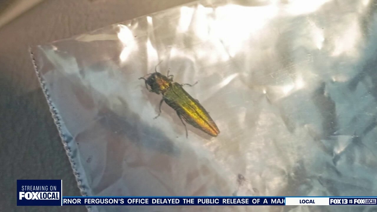 Invasive, destructive beetle detected in Vancouver, WA