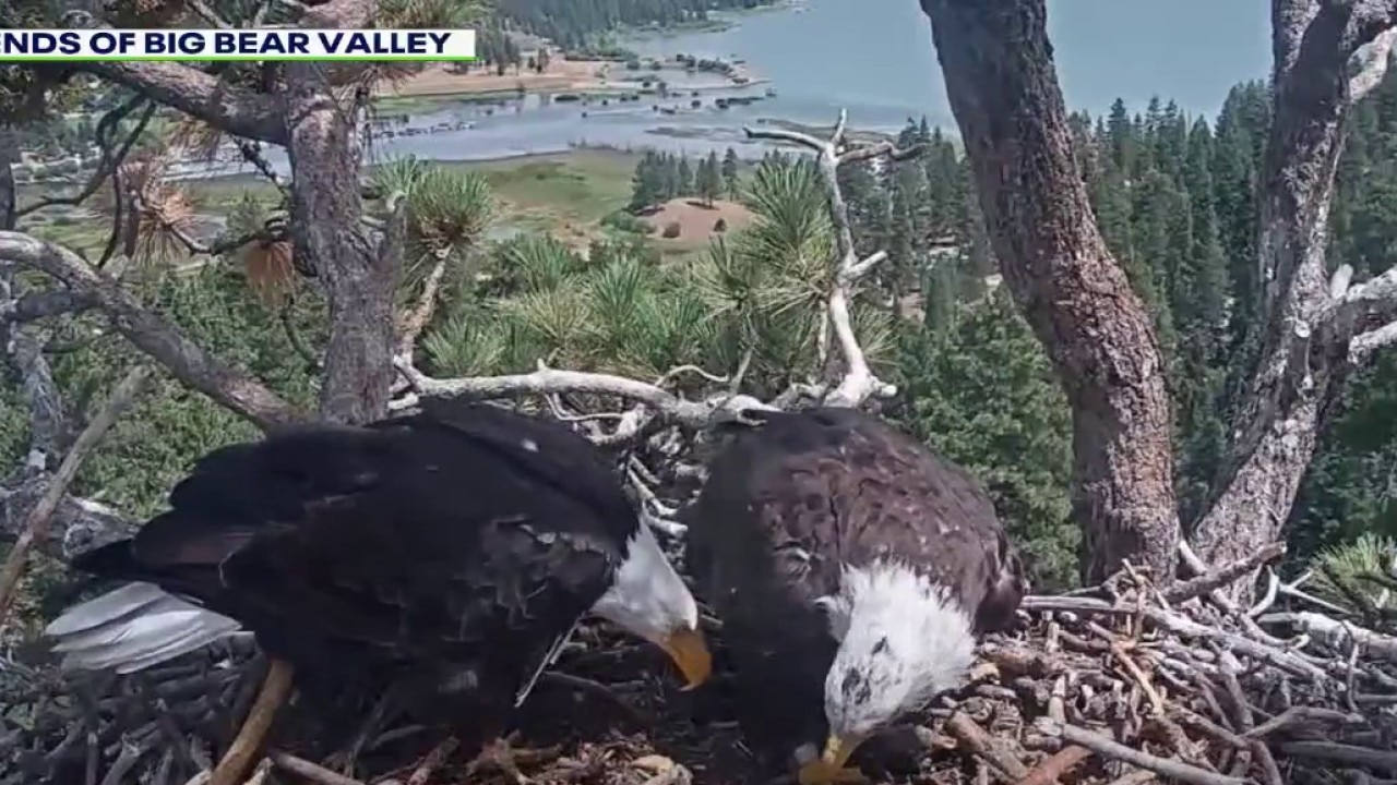 Big Bear's Shadow has a new friend