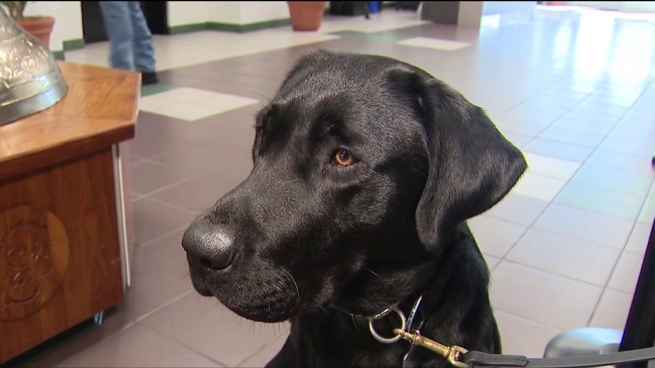 Phoenix Fire debuts new liquid detection K-9s