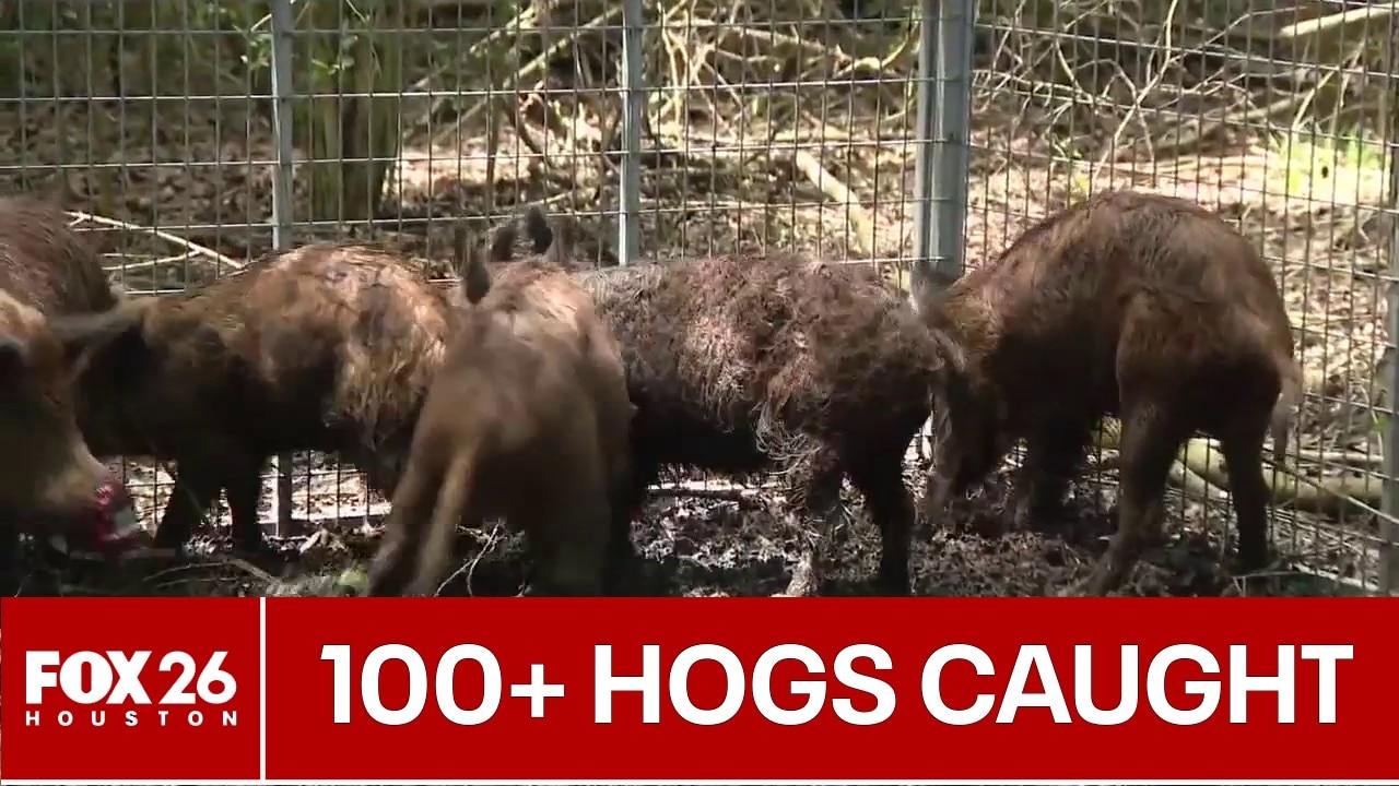 Hogs caught after invading Houston-area neighborhoods