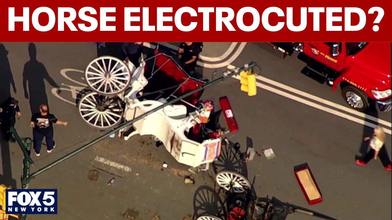 Horse in Central Park fatal crash may have been shocked, union says