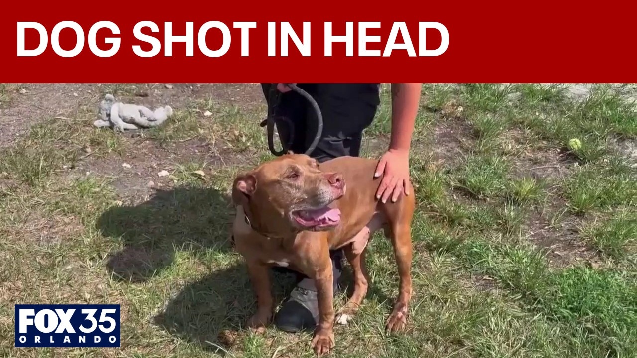 Dog expected to recover after gunshot wound investigation launched