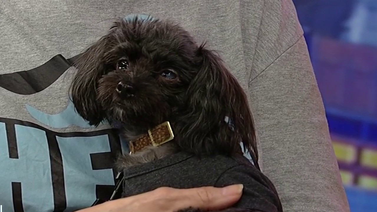 Pet of the day: Pippy