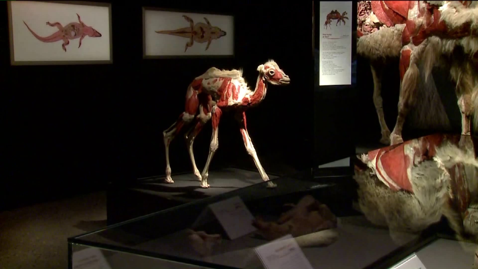 Kramp gets a look inside Body World`s: Animal Inside Out