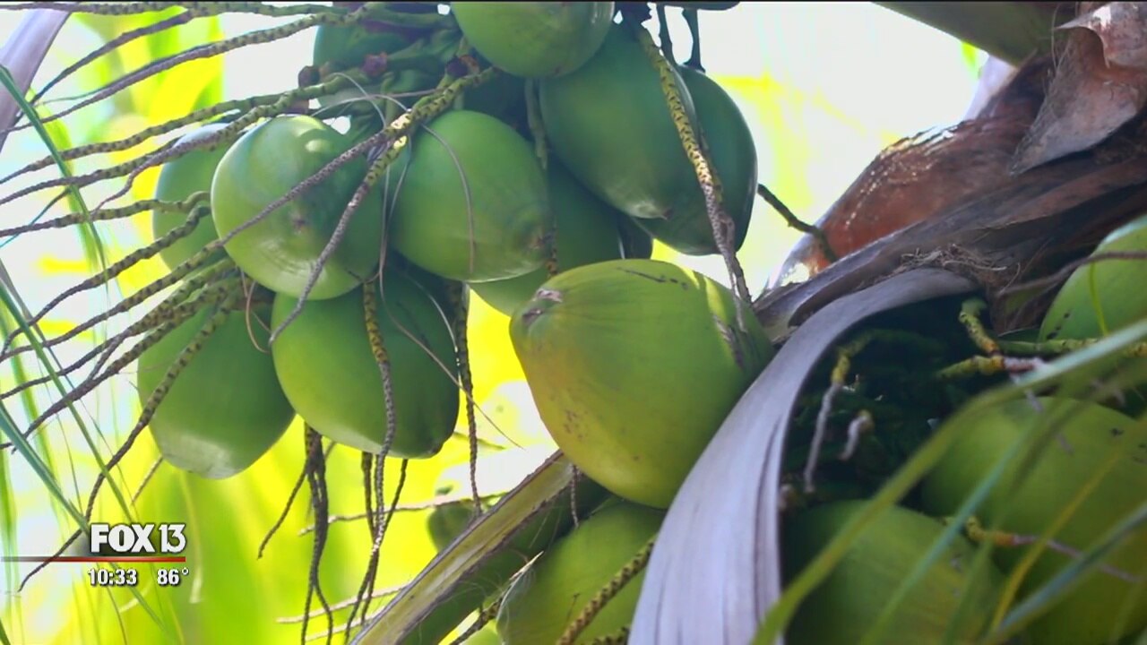Coconut oil craze: Flash in the pan, or versatile tool?