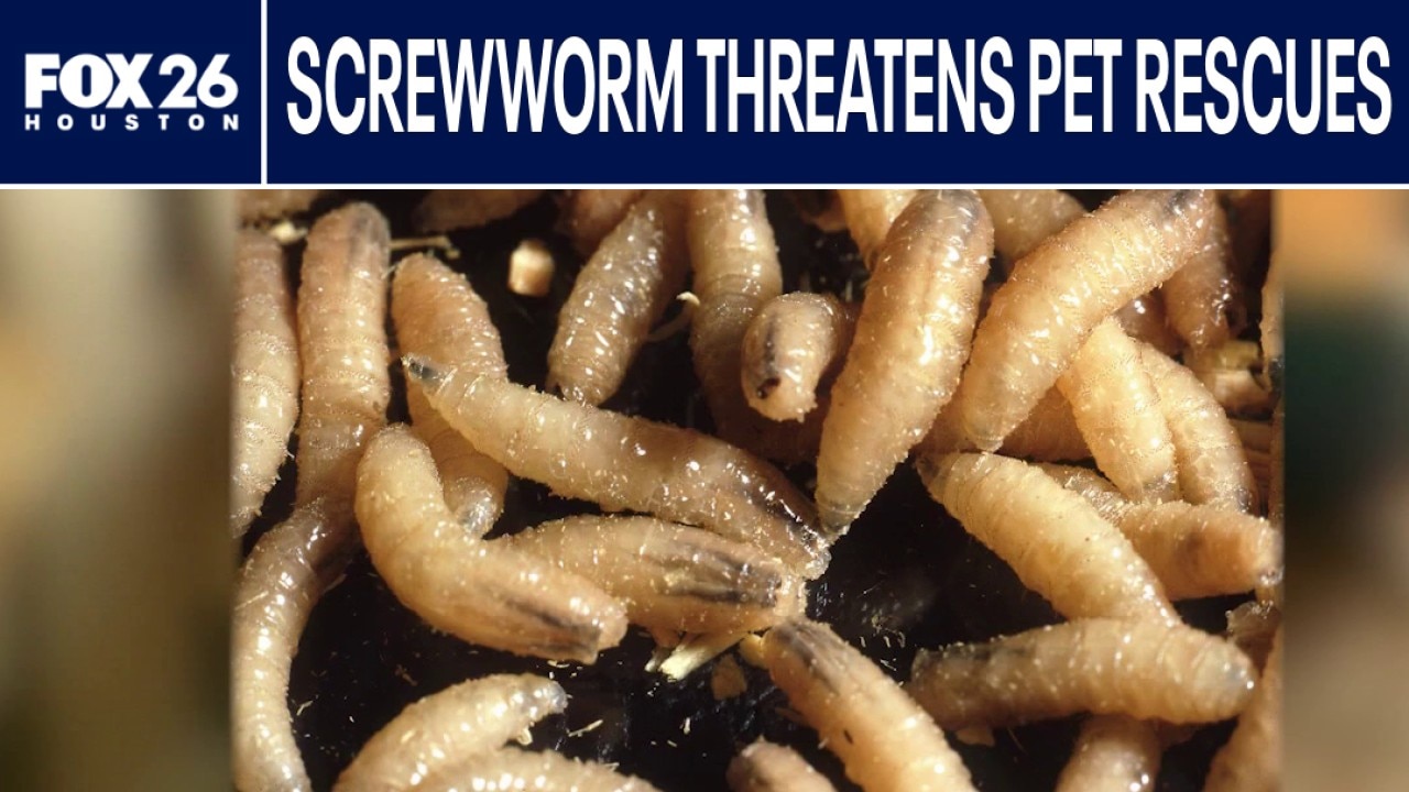 Screwworm rise threatens Texas pet rescues