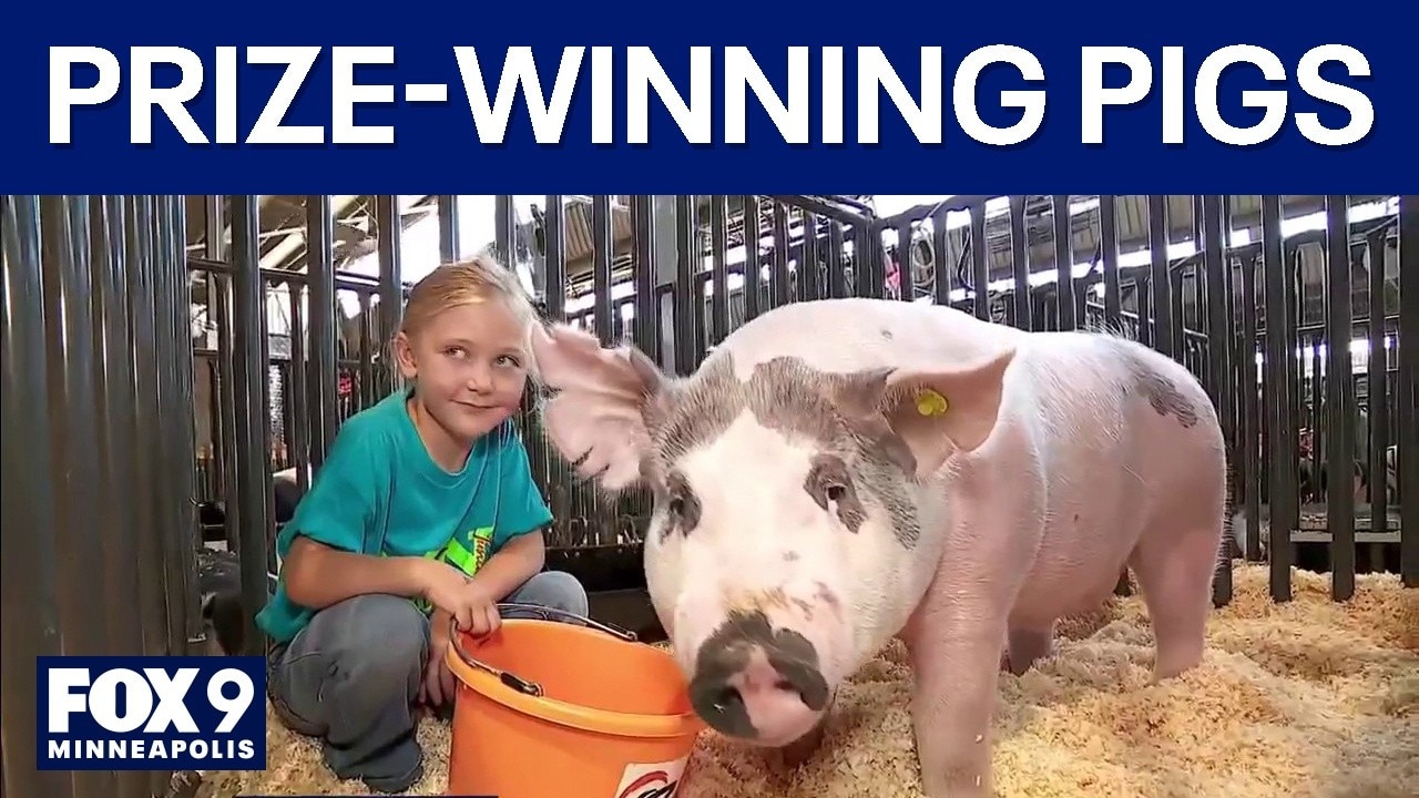 Minnesota State Fair: A good oinkin' time showing pigs