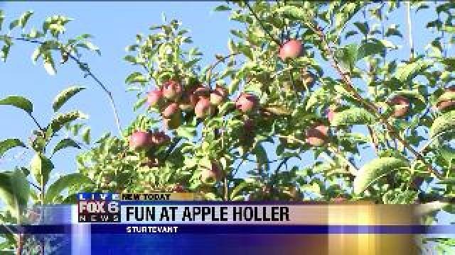 Selecting choice apples from Apple Holler