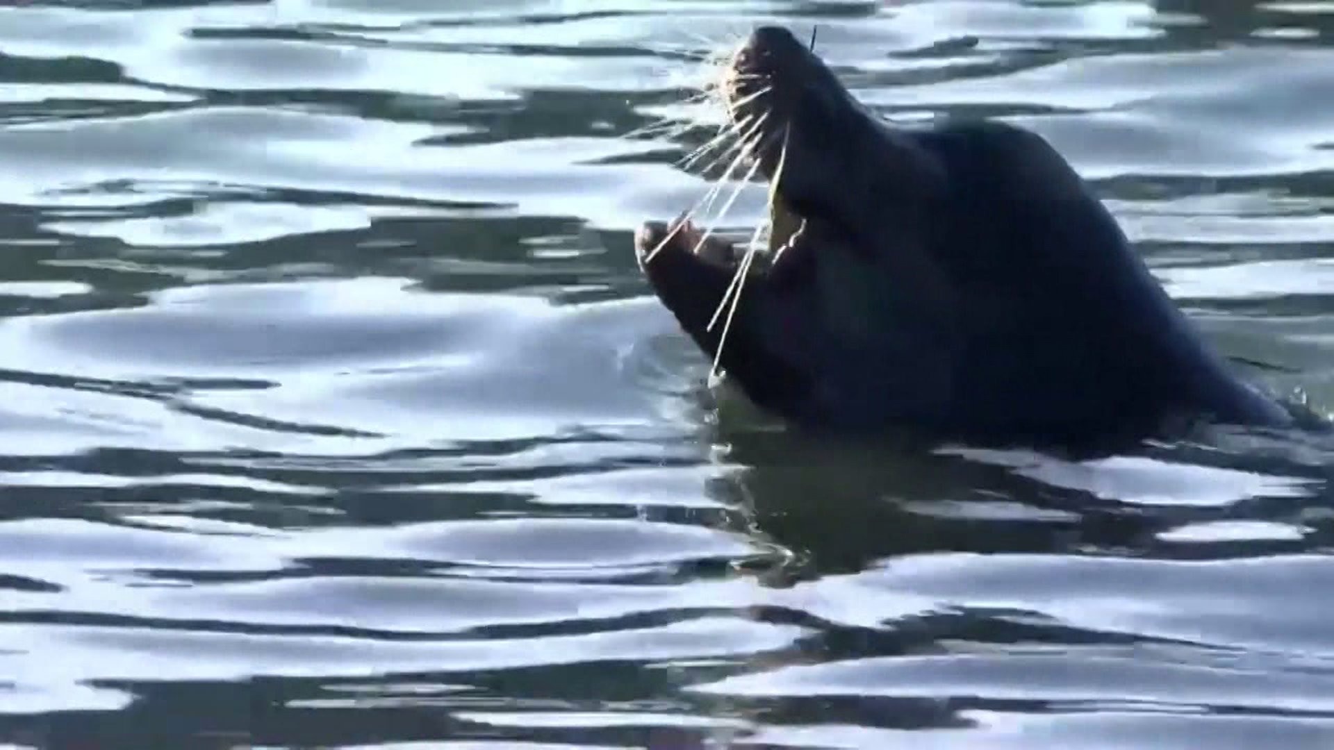 New law makes killing sea lions easier
