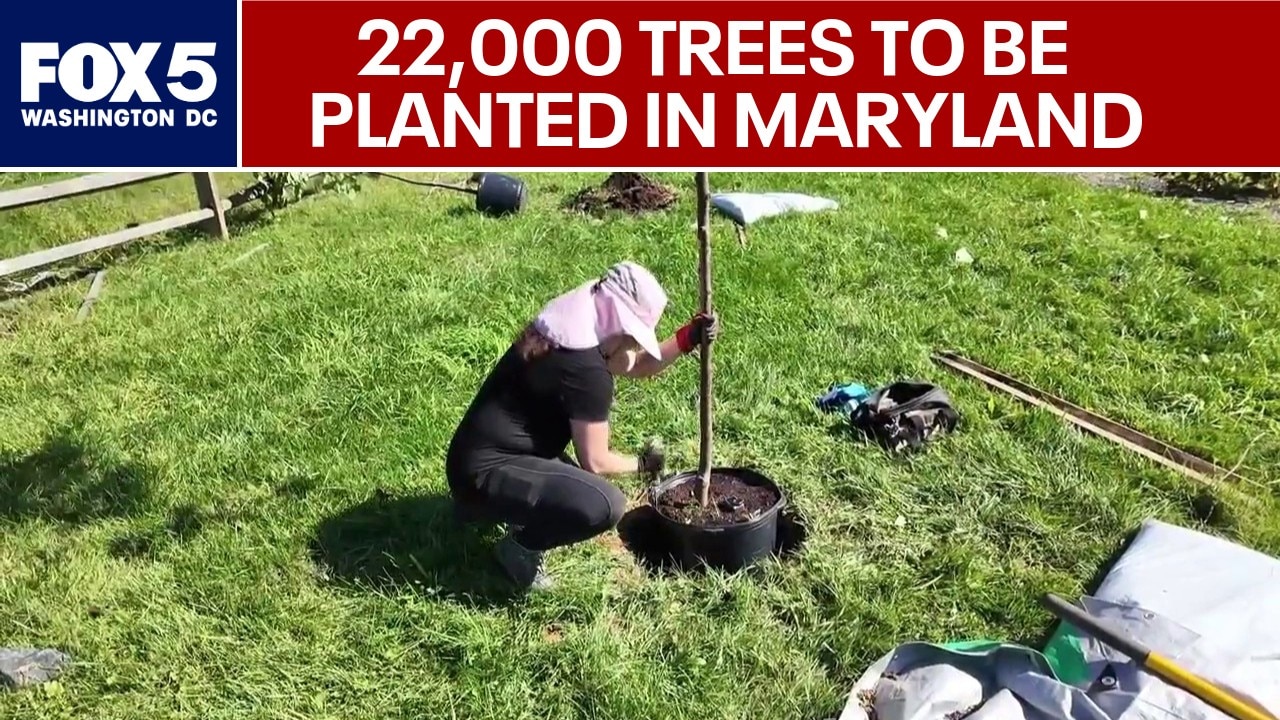 $8.9 million awarded to plant 22,000 trees across Maryland