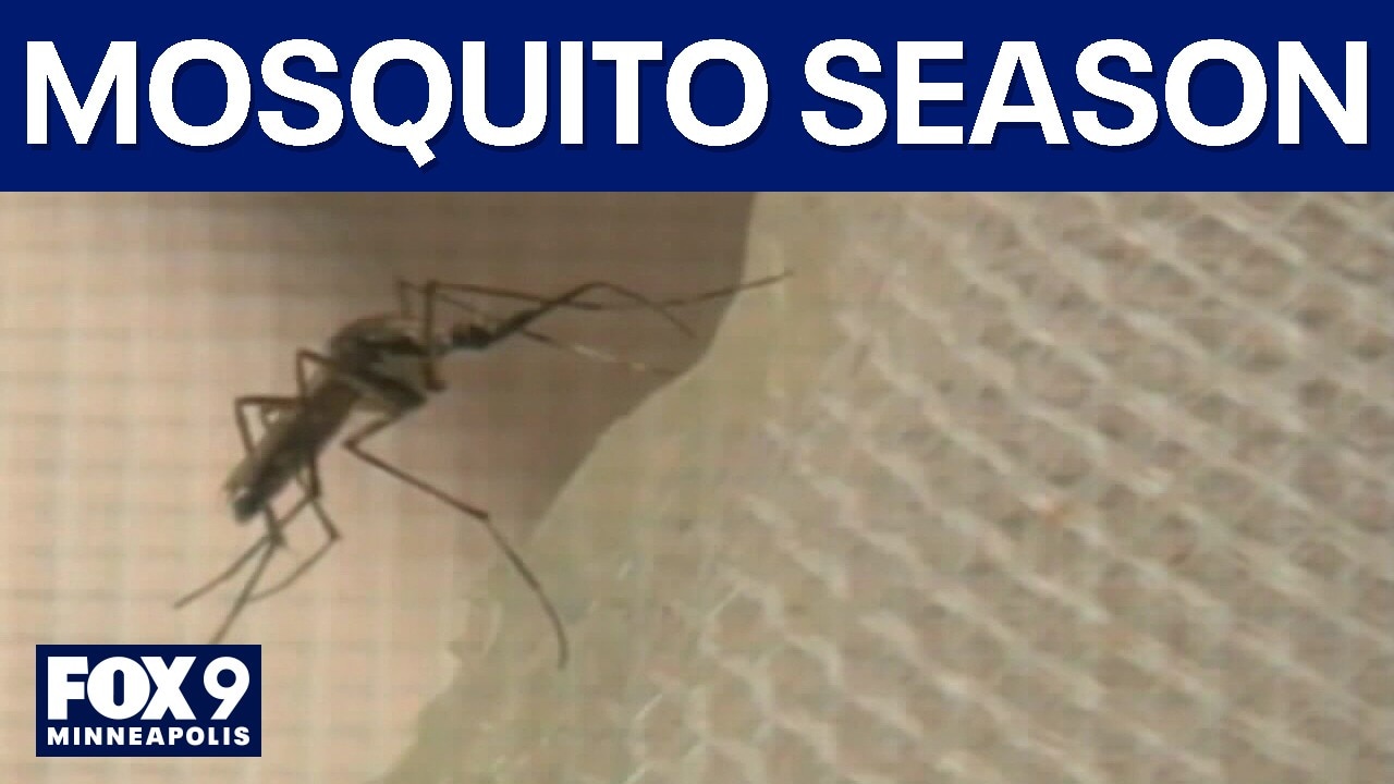 Minnesota mosquito forecast: Control efforts underway