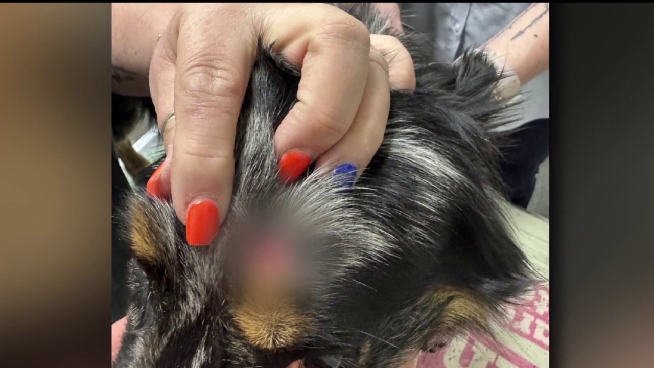How a dog wounded by a bullet was recovered in Livonia