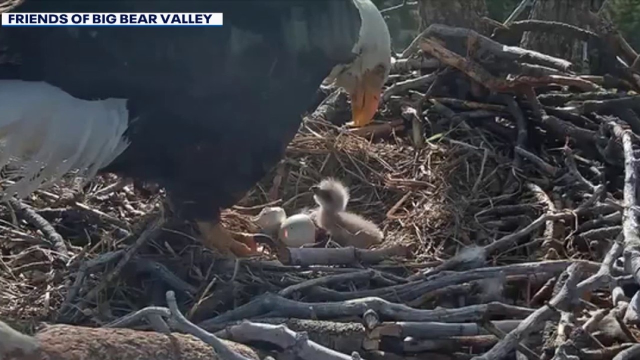 Submit your name ideas for Jackie and Shadow's new eaglets