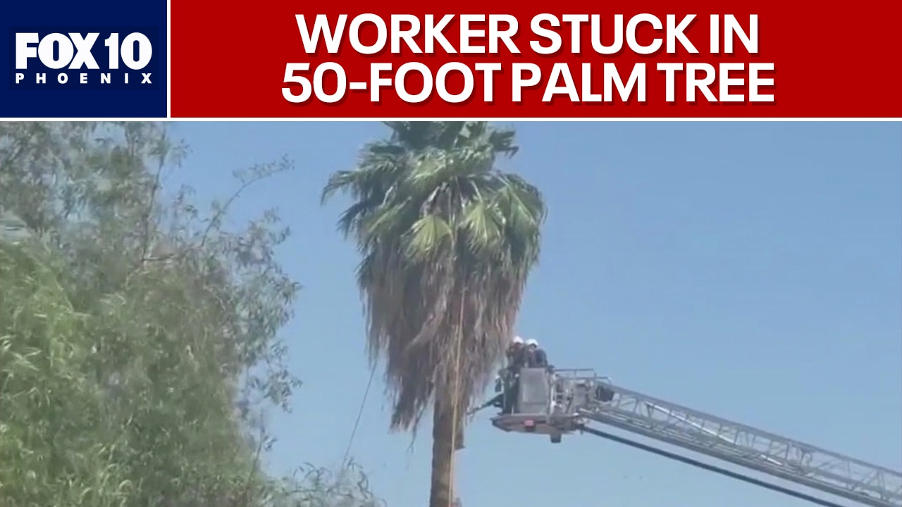 Neighbor describes rescue of palm tree trimmer