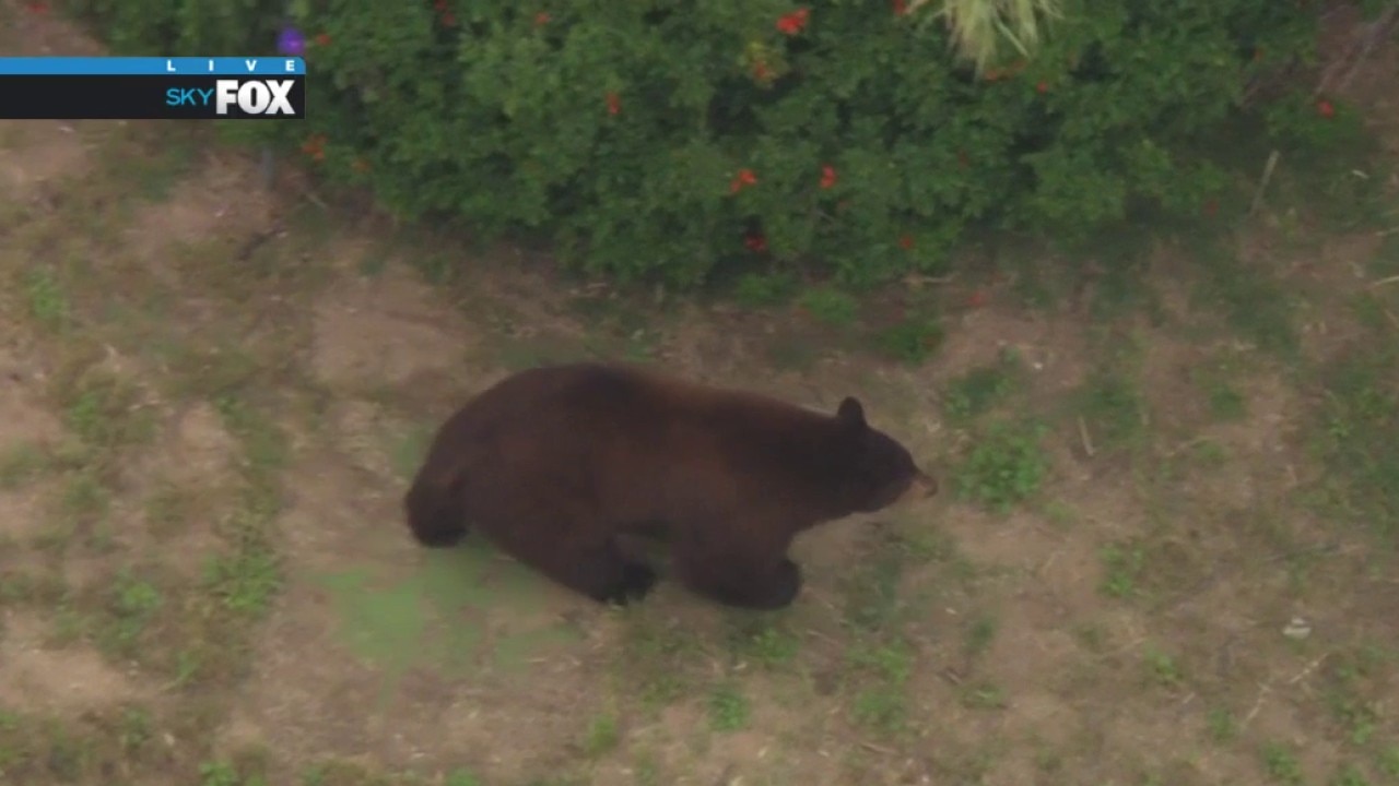 Bear spotted in Pacoima neighborhood