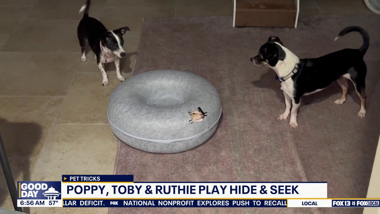 Good Day Pet Tricks for Tuesday, Sept. 1