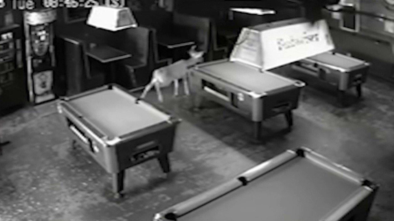 Today's trending: 2 deer break into Peachtree City businesses