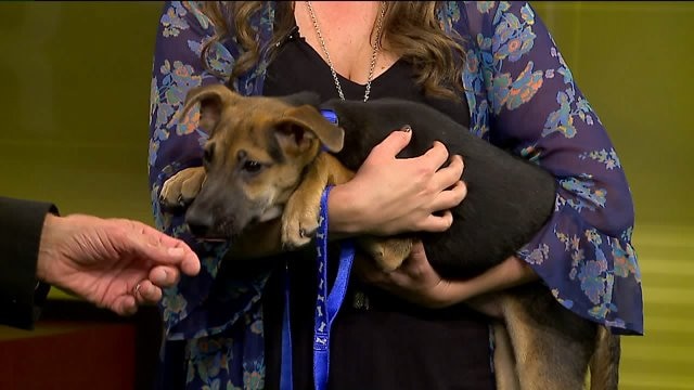 LOLA IS THIS WEEK'S PUP TO MAKE THE PICK AGAINST THE BEARS