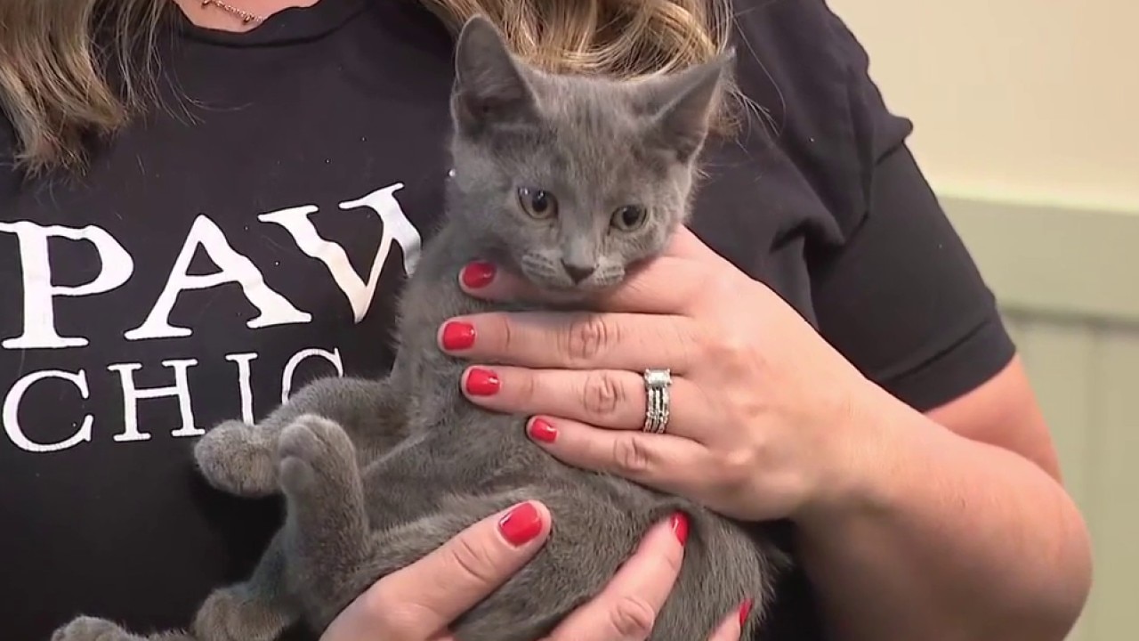 PAWS Chicago kicks off spring Adopt-a-thon with goal of 100 pet adoptions