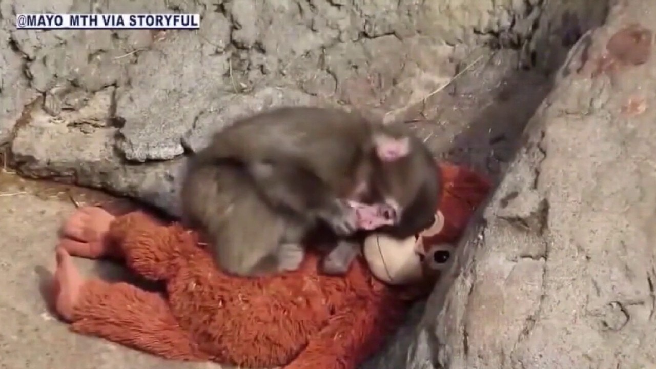 Americans arrested after breaking into 'Punch' the monkey's enclosure