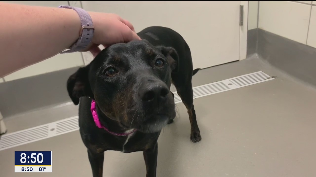 Dog of the Day: Paula
