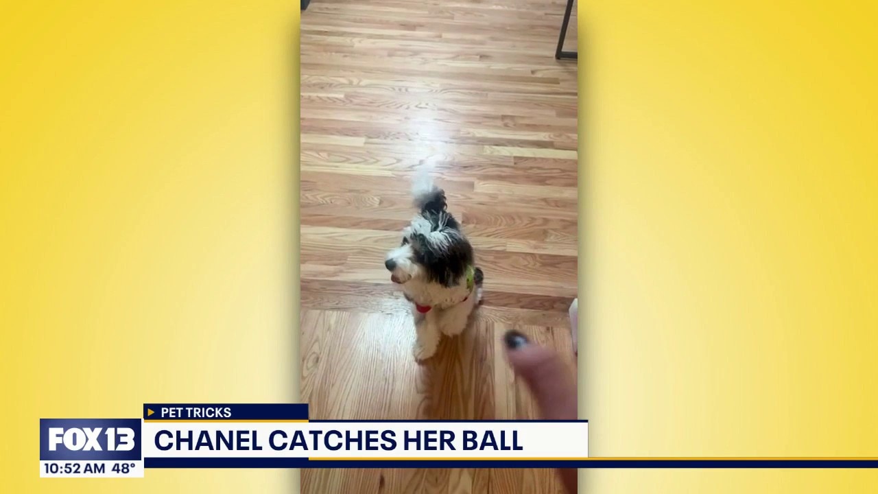 Good Day Pet Tricks for Wednesday, Oct. 28