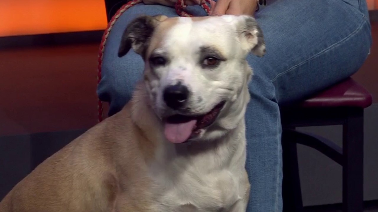 Molly May at Austin Pets Alive