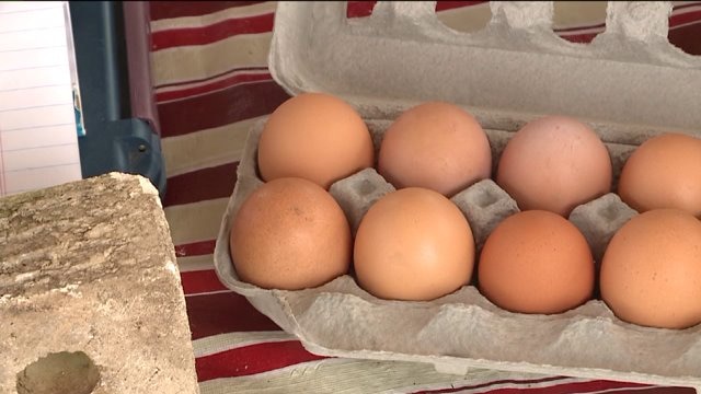 Chip checks out some farm fresh eggs