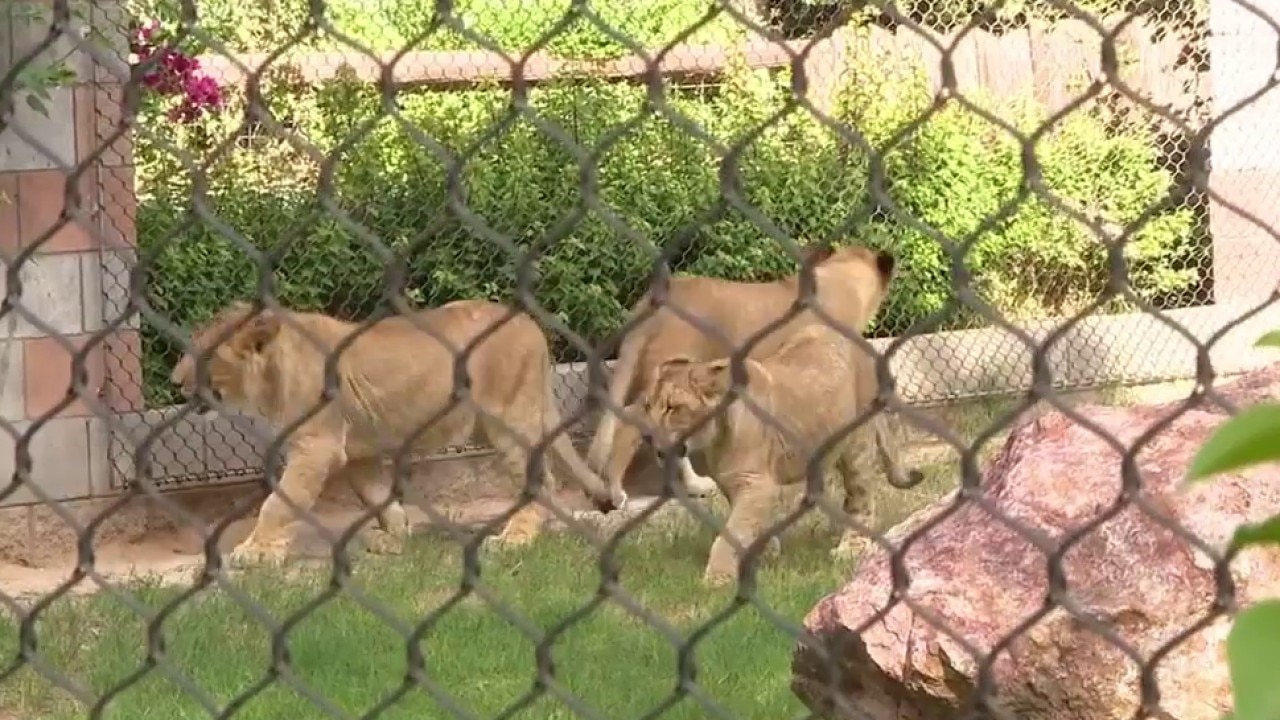 African lion cubs arrive at Wildlife World Zoo